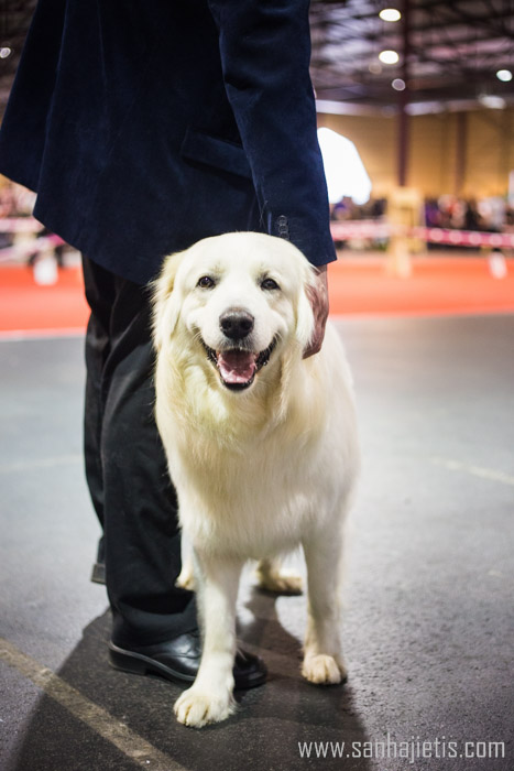 Ieskats “Pet Ekspo 2014” izstādē Ķīpsalā