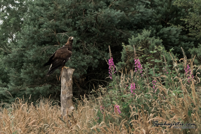 British Bird of Prey