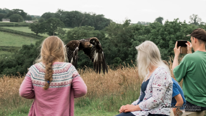 British Bird of Prey