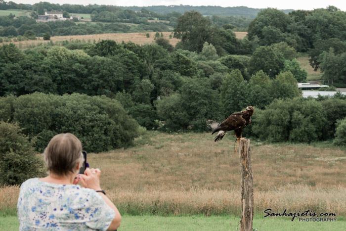 British Bird of Prey