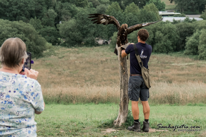 British Bird of Prey