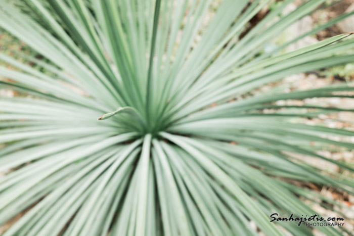 The National Botanic Garden of Wales