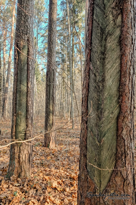 Gārsenes pils parks