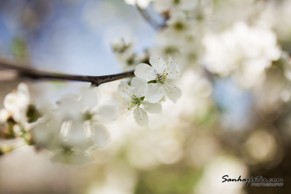 Pavasara ziedēšana